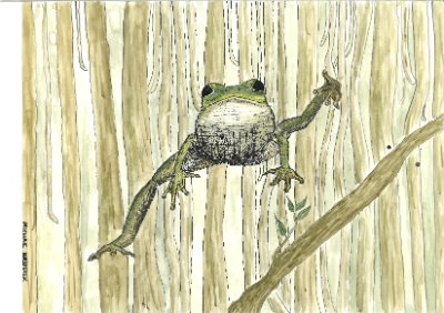 Frosch