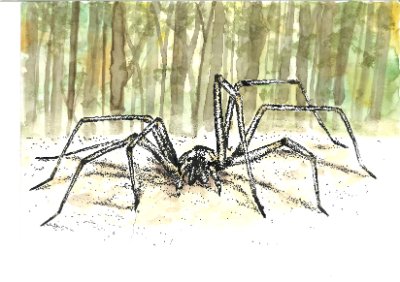 süße Spinne