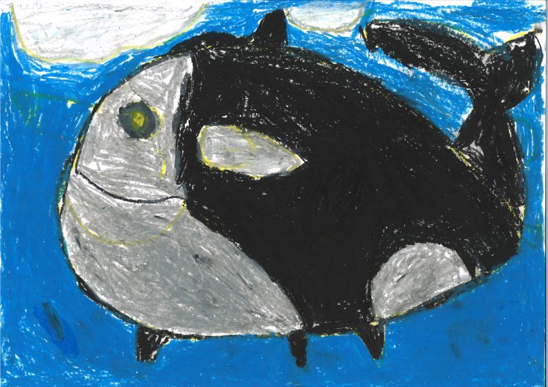 Orca im Eismeer