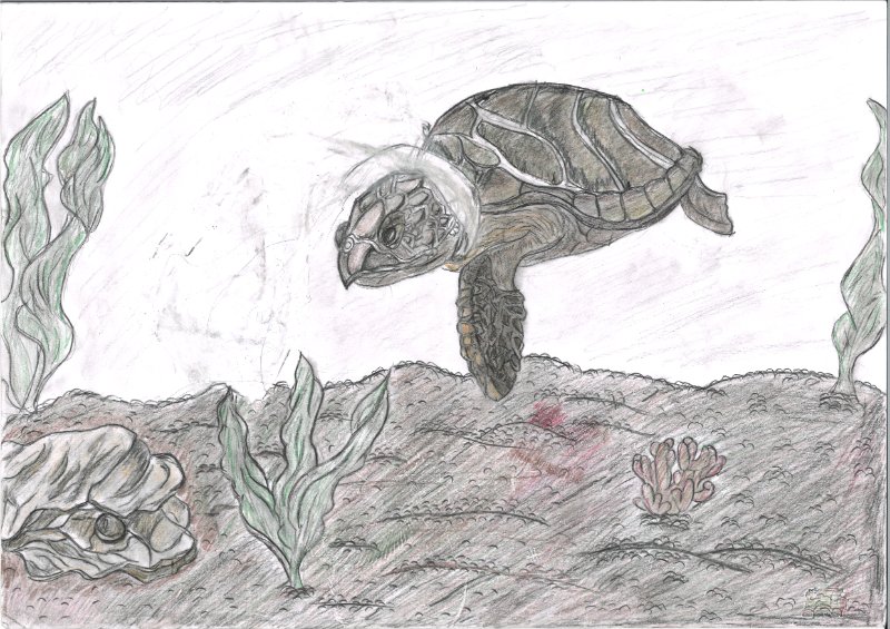 Die Schildkröte mit der Plastiktüte