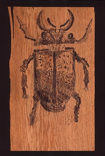 Nashornkäfer im Wald