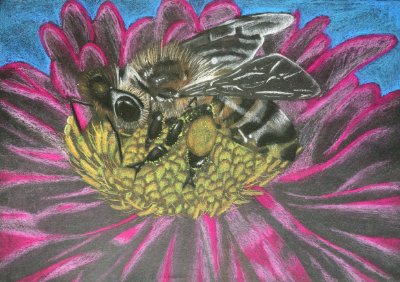 Bienen dürfen nicht aussterben
